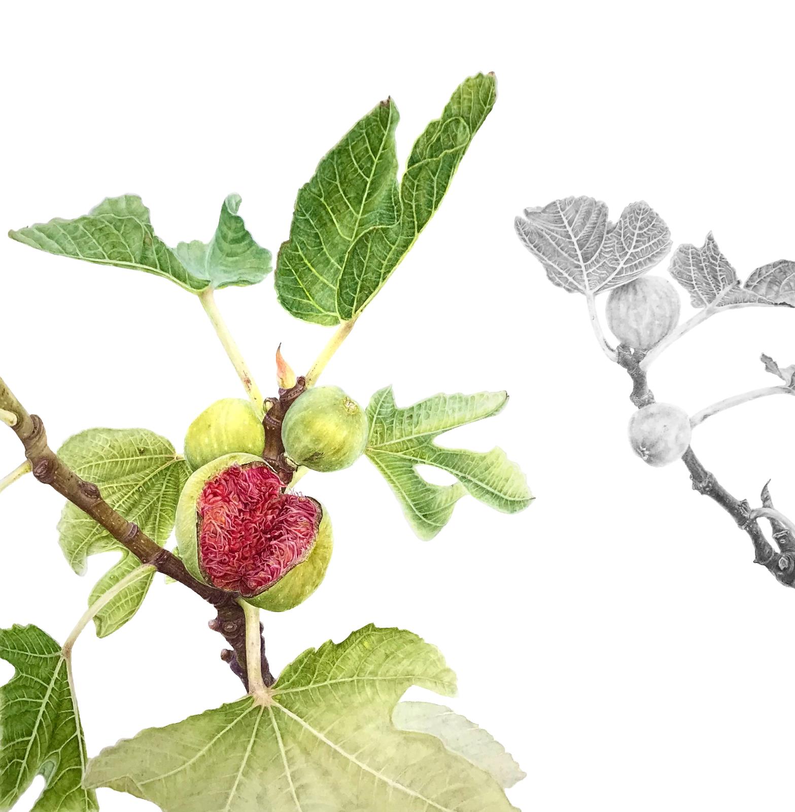 Figs